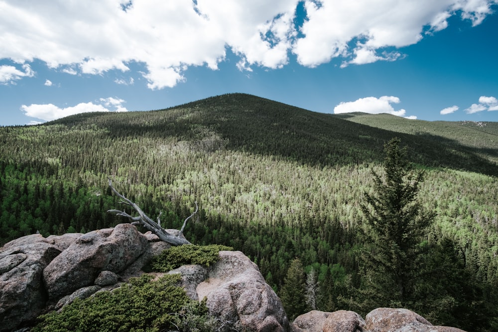 braune Felsen und Kiefern unter blauem Himmel und weißen Wolken