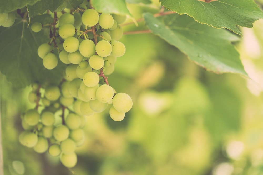 green grapes on tree