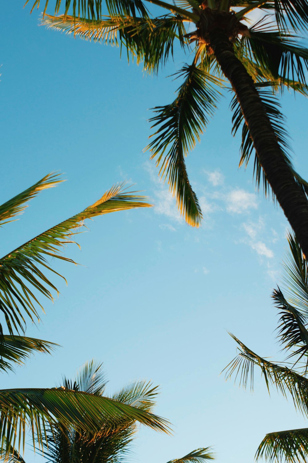 Palmeras bajo cielos azules