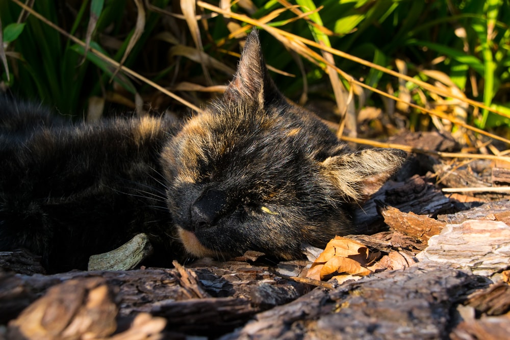 a black and brown cat laying on top of leaves