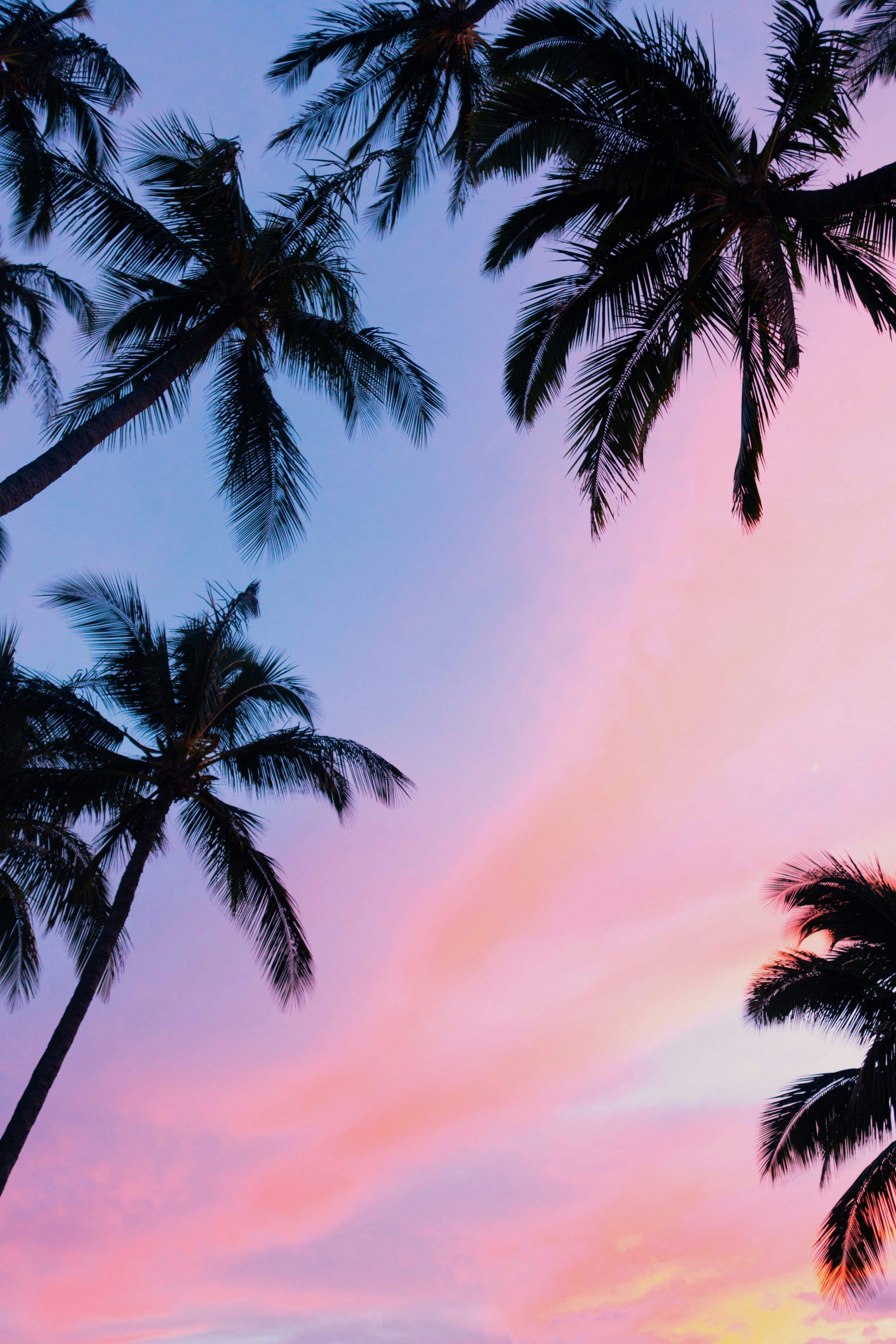 palm tree desktop wallpaper