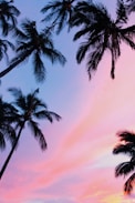 low-angle photography coconut trees during golden hour