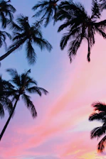 low-angle photography coconut trees during golden hour