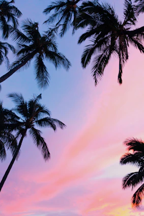 low-angle photography coconut trees during golden hour