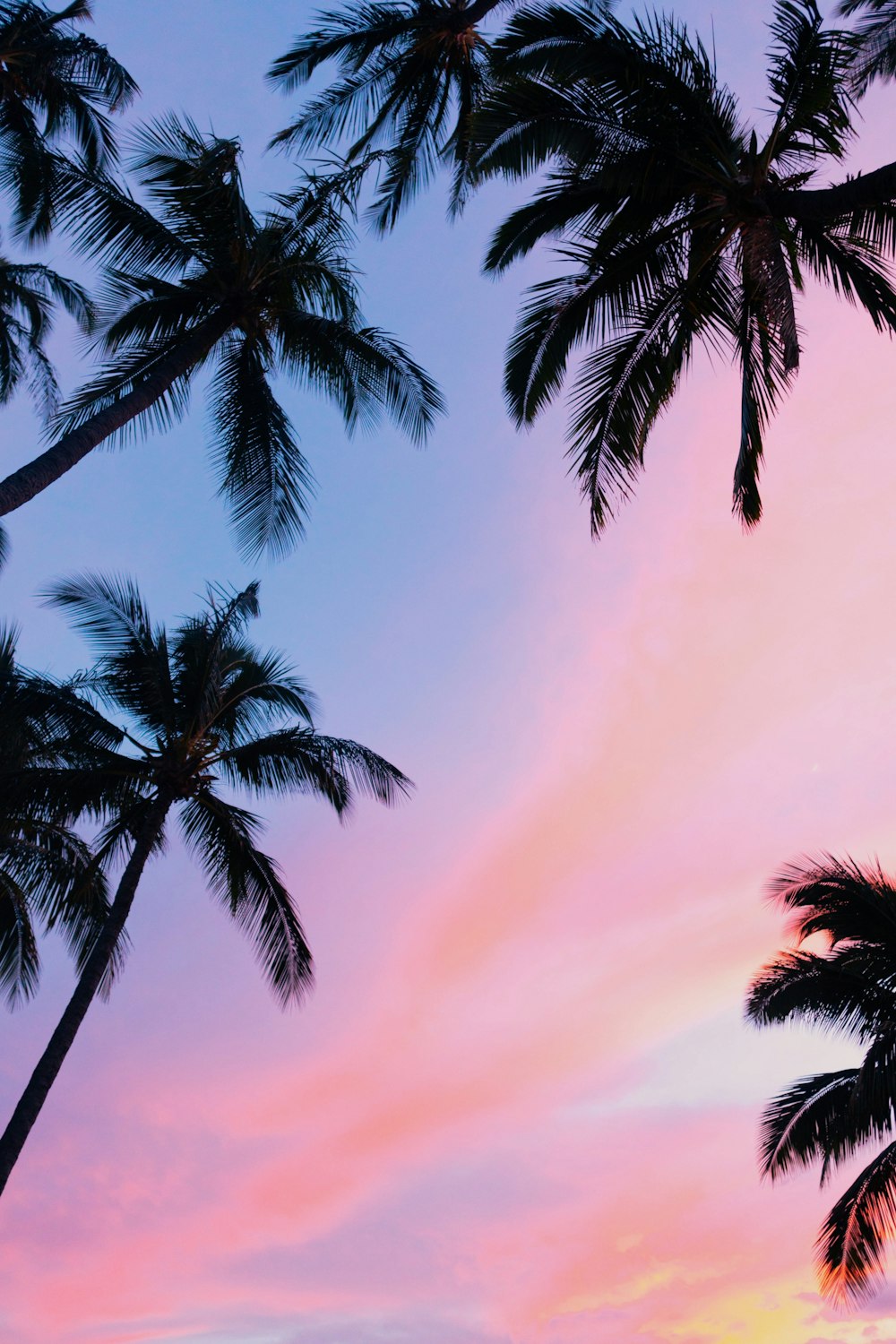 low-angle photography coconut trees during golden hour