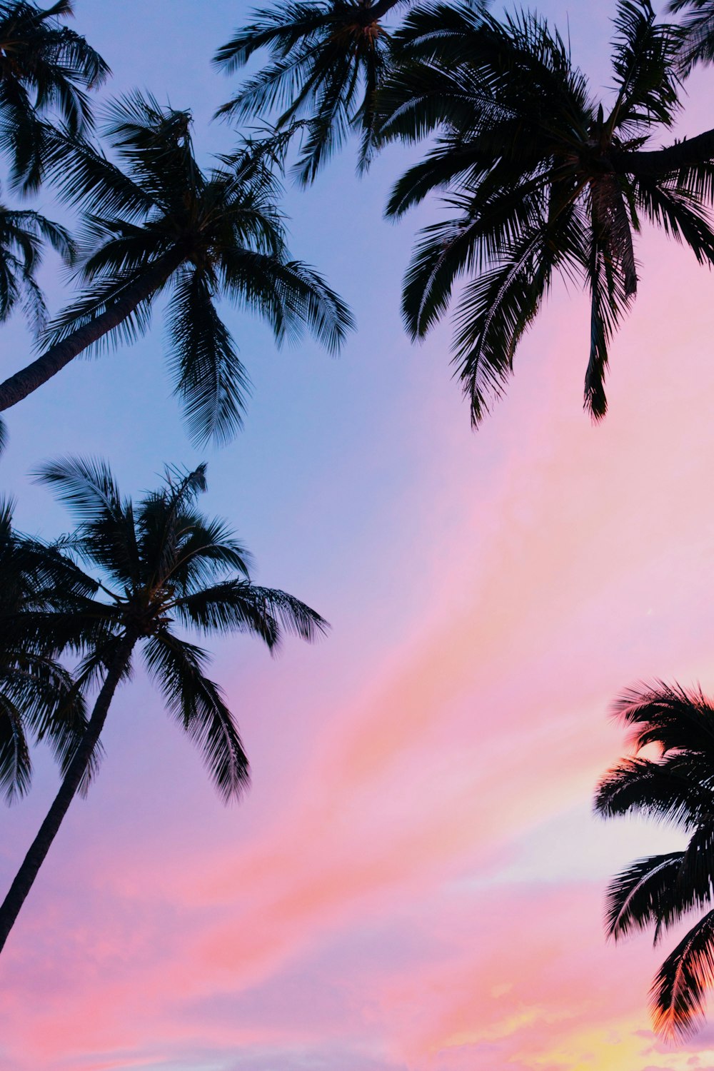 900 Palm Tree Images Download Hd Pictures Photos On Unsplash