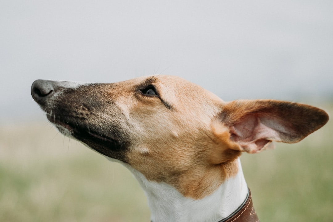 dog looking upwards