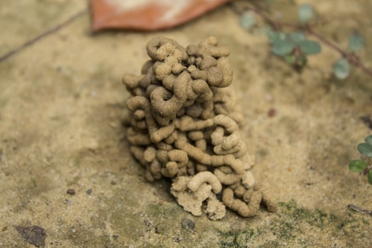 A close-up view of a small mound of sandy, coiled material resembling worm castings on a sandy surface. Small plants with round leaves are visible growing around the mound.