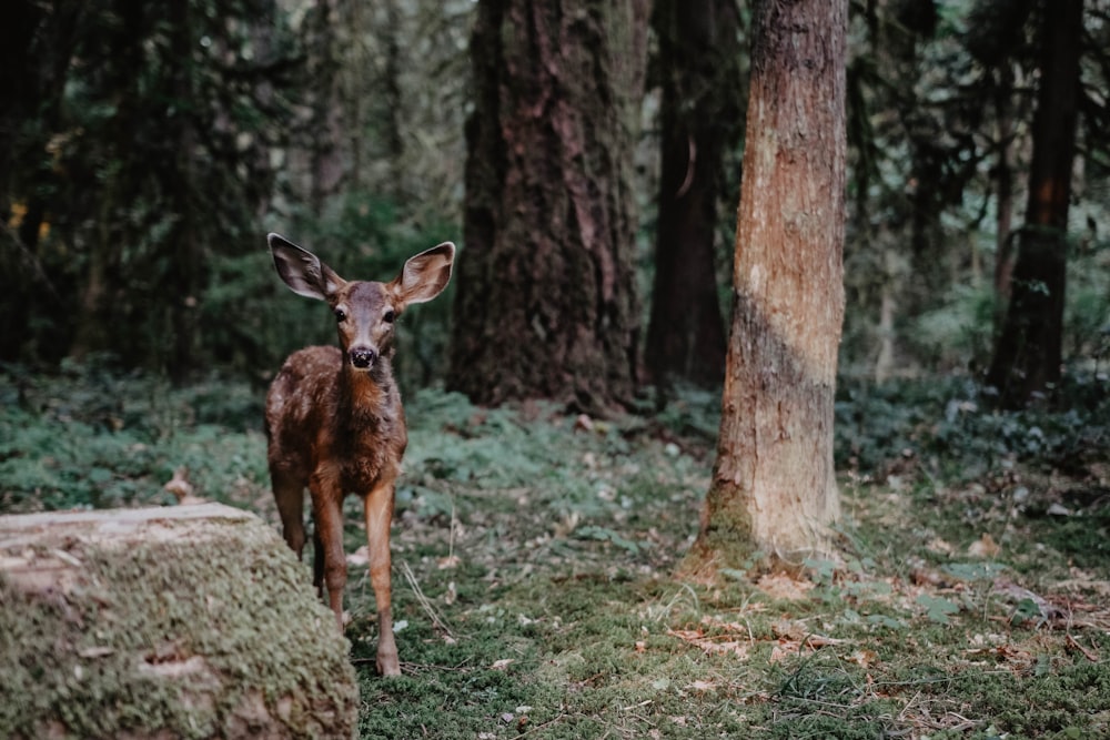 brown deer during daytime