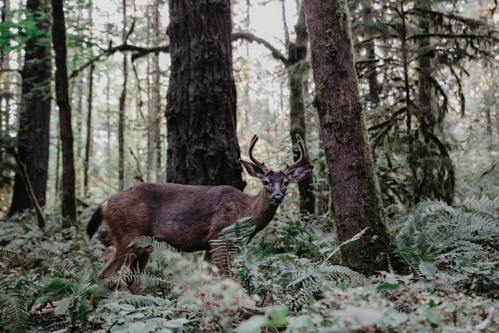 brown deer