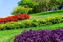 A vibrant garden displays lush green grass and colorful flower beds arranged in rows. The flower beds include bright red flowers, vivid yellow blossoms, and striking purple plants. In the background, numerous trees with fresh green leaves create a serene and lively atmosphere.