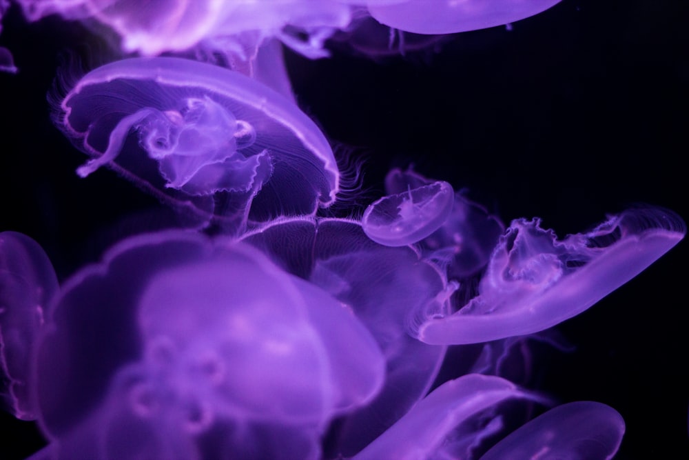 group of purple jellyfishes