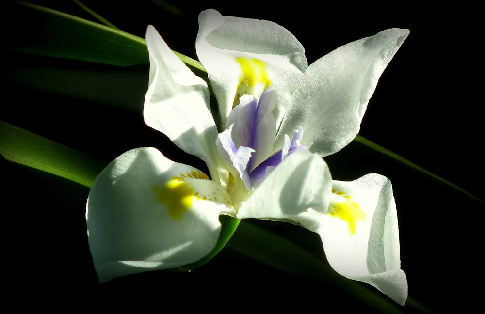 白い花びらの花のクローズアップ写真