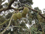 Close-up of ripe durians hanging heavy on sturdy branches.