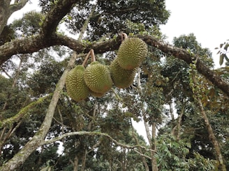 Three large durian fruits hanging from the branch of a tree surrounded by dense foliage. The scene is set in a lush, green environment with many leaves and branches forming a canopy overhead.