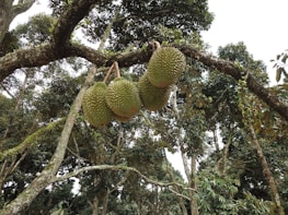 Three large durian fruits hanging from the branch of a tree surrounded by dense foliage. The scene is set in a lush, green environment with many leaves and branches forming a canopy overhead.