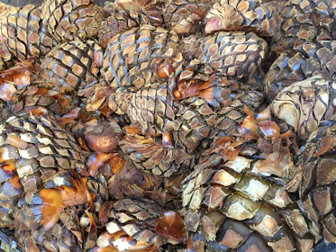 Close-up of hands harvesting mature agave piñas in the golden afternoon sun.