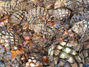 Close-up of a master distiller carefully inspecting agave piñas in a rustic Mexican distillery