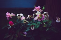 Virágok