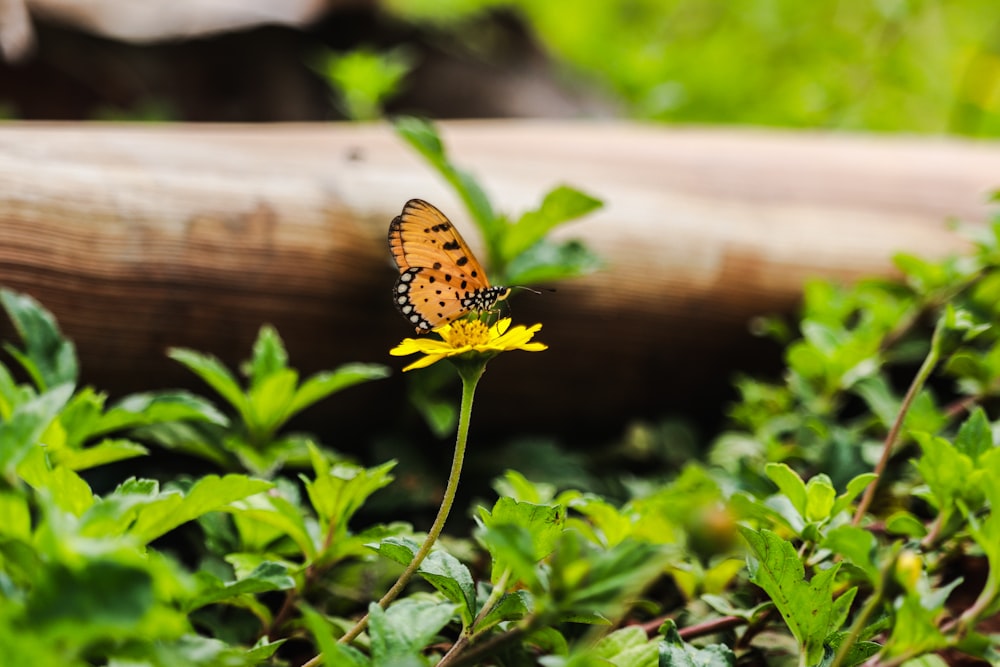 orange and black butterfly perching on yellow petaled flower in selective focus photography