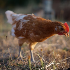 selective focus photography of brown and white hen during daytime