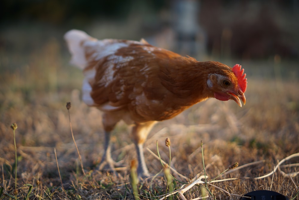 selective focus photography of brown and white hen during daytime