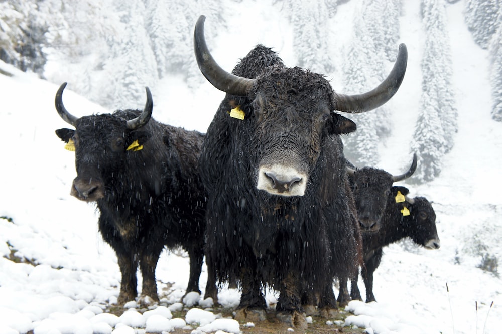 Quatro iaques no campo nevado