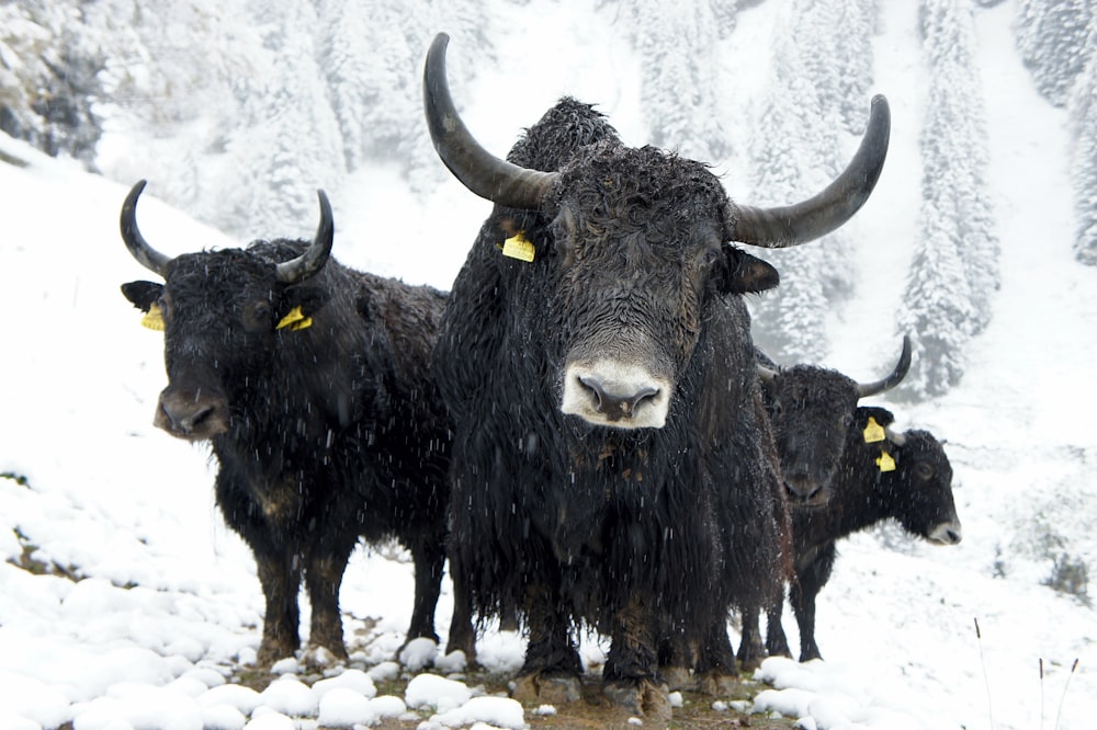 Cuatro yaks en un campo nevado