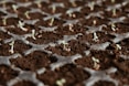 closeup photo of green leaf plants