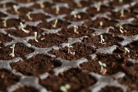closeup photo of green leaf plants
