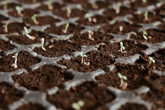 closeup photo of green leaf plants