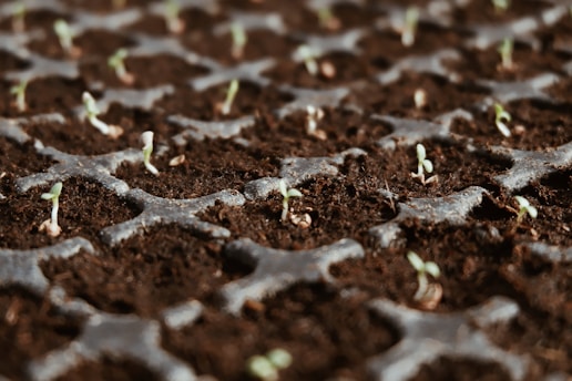 closeup photo of green leaf plants