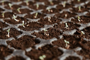 closeup photo of green leaf plants