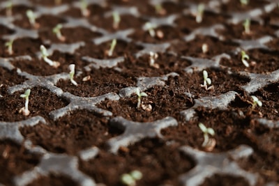 closeup photo of green leaf plants