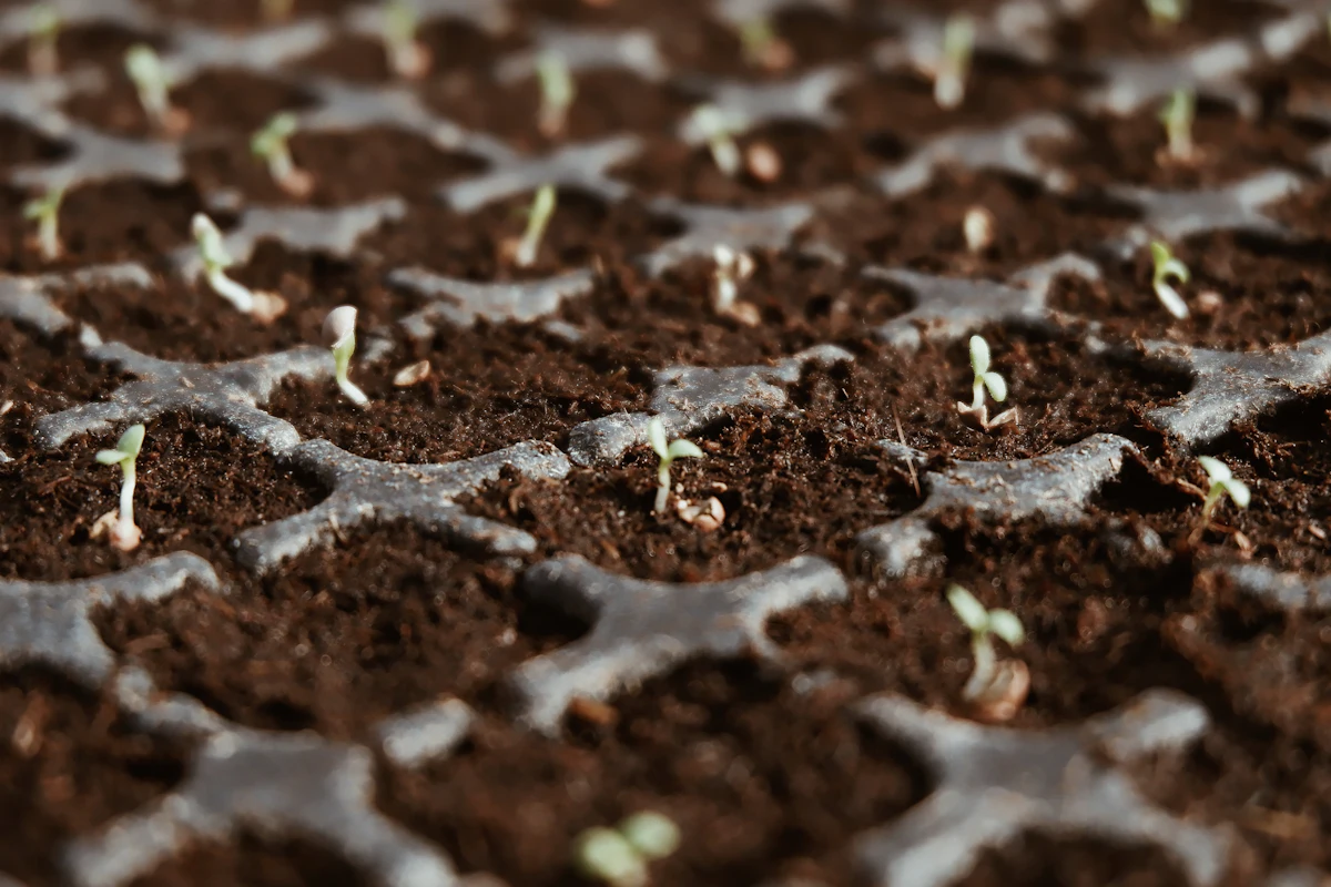 Seedling tray close-up