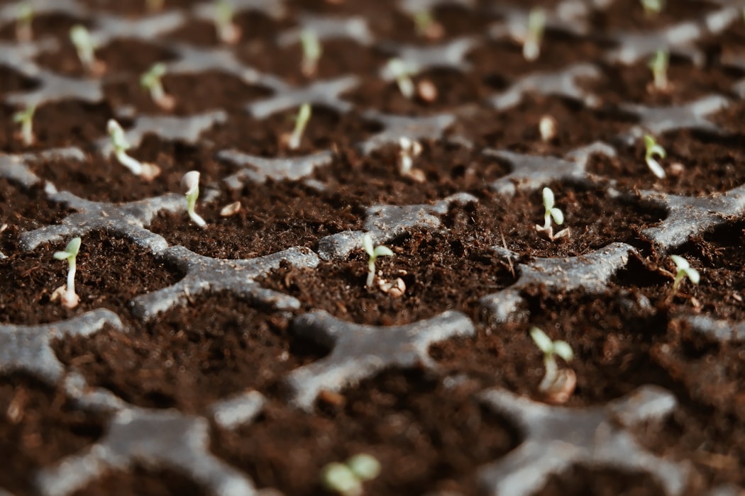 Starting Seeds Indoors | How To Grow Brussels Sprouts From Seeds | Garden Season Ideas