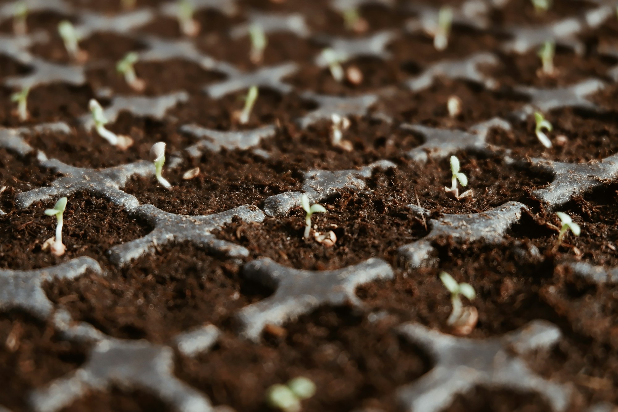 We've got a lot of seedlings growing!