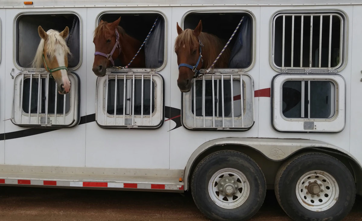 Three horses looking out from a horse trailer