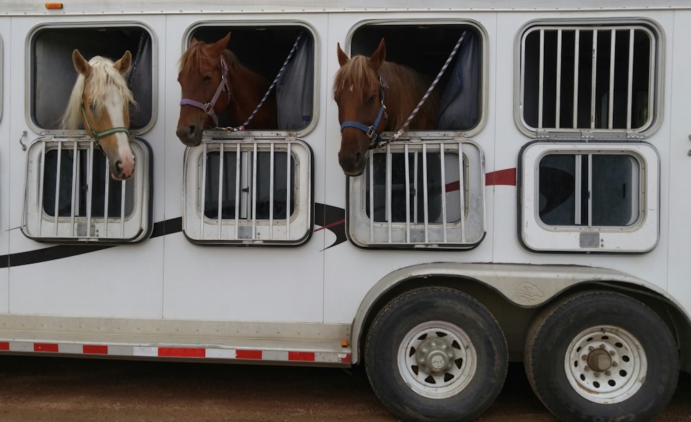 three horses in white trailer