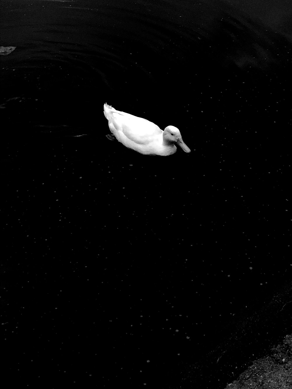 white duck on body of water