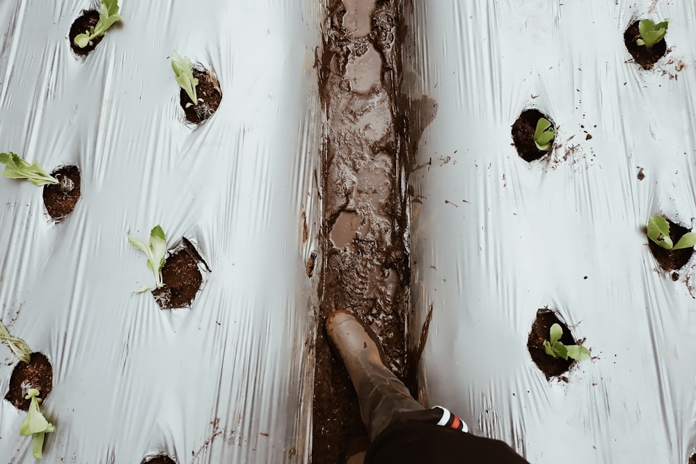 person standing beside plants