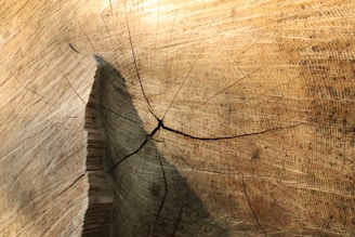 Detailed view of tree rings on a cut tree trunk showing the texture and concentric growth patterns. A prominent crack runs through the center, highlighting natural aging.