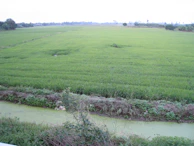 Wide shot of the farming land at Gajoldoba Jalpaiguri, showing rows of crops and irrigation systems.