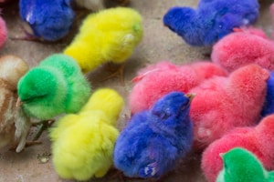 Buff Silkie Chicks