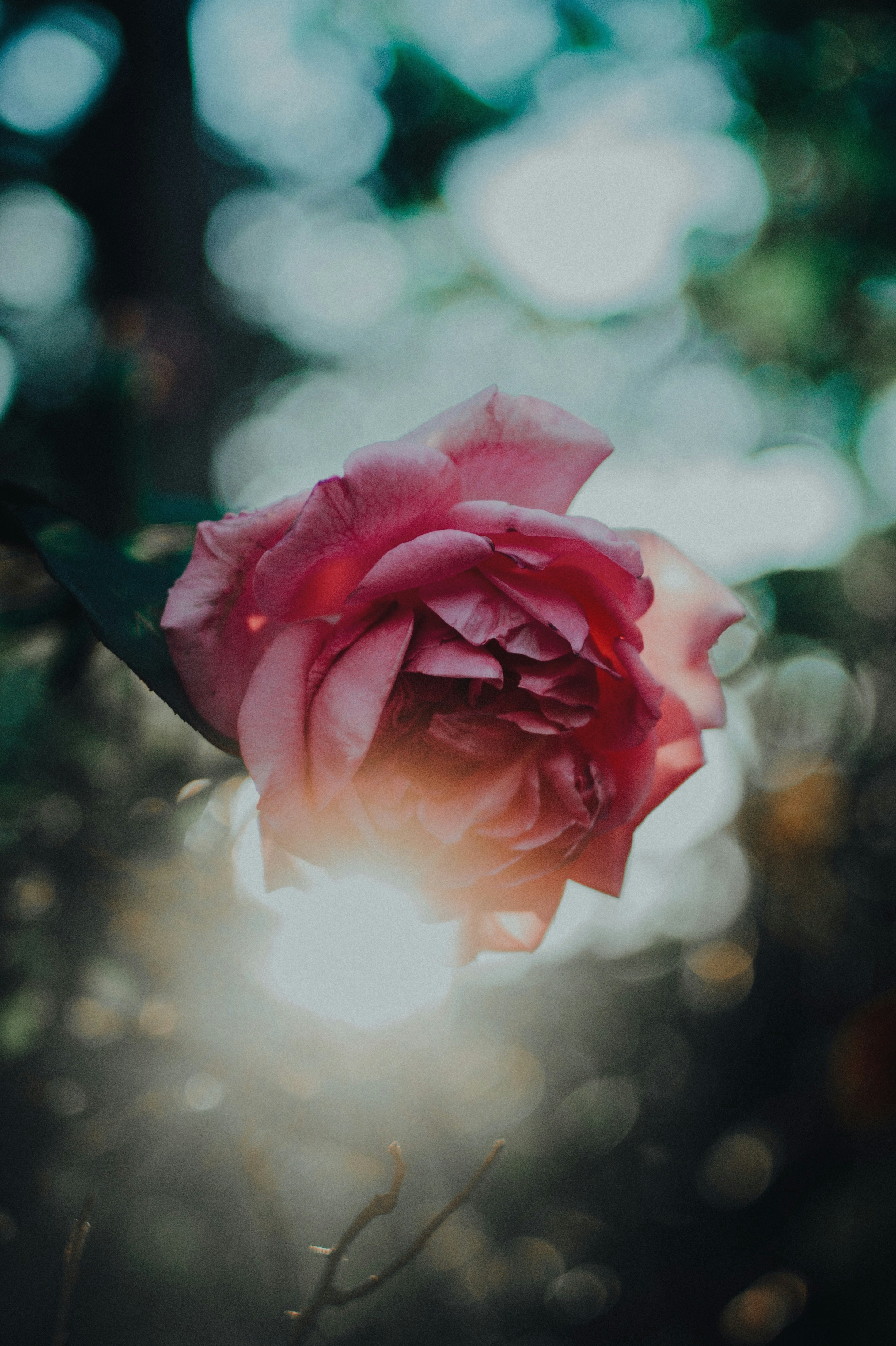 ran cloud what is solitary rose, photo Flower, DÆ°Æ¡ng HD single by and Tráº§n