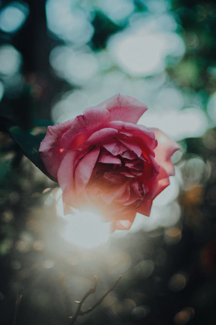 ran cloud what is solitary rose, photo Flower, Dương HD single by and Trần ran cloud what is solitary rose, photo Flower, Dương HD single by and Trần