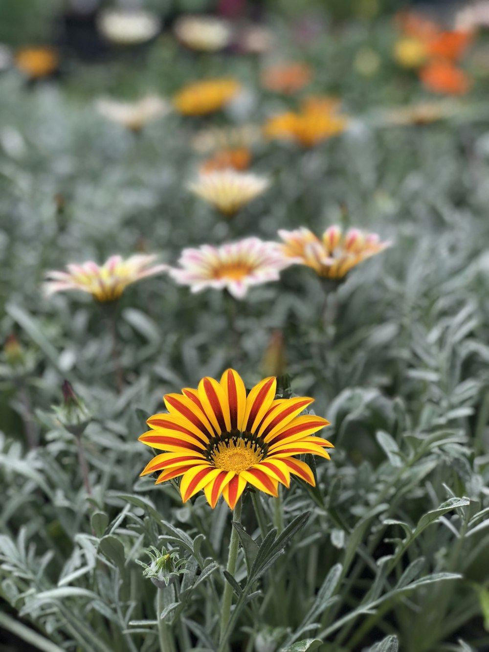 flor de pétalos amarillos