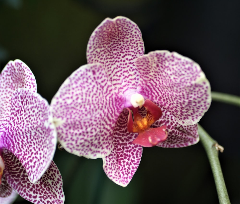 white and pink orchid