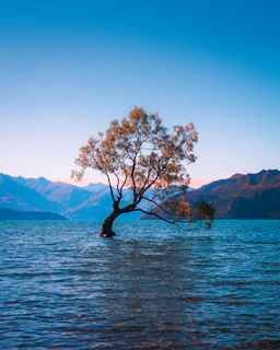The Lone Tree of Wanaka in Lake Wanaka, New Zealand, with distant mountains