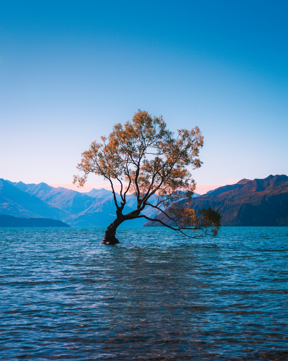 arbre à feuilles brunes à l’eau pendant la journée